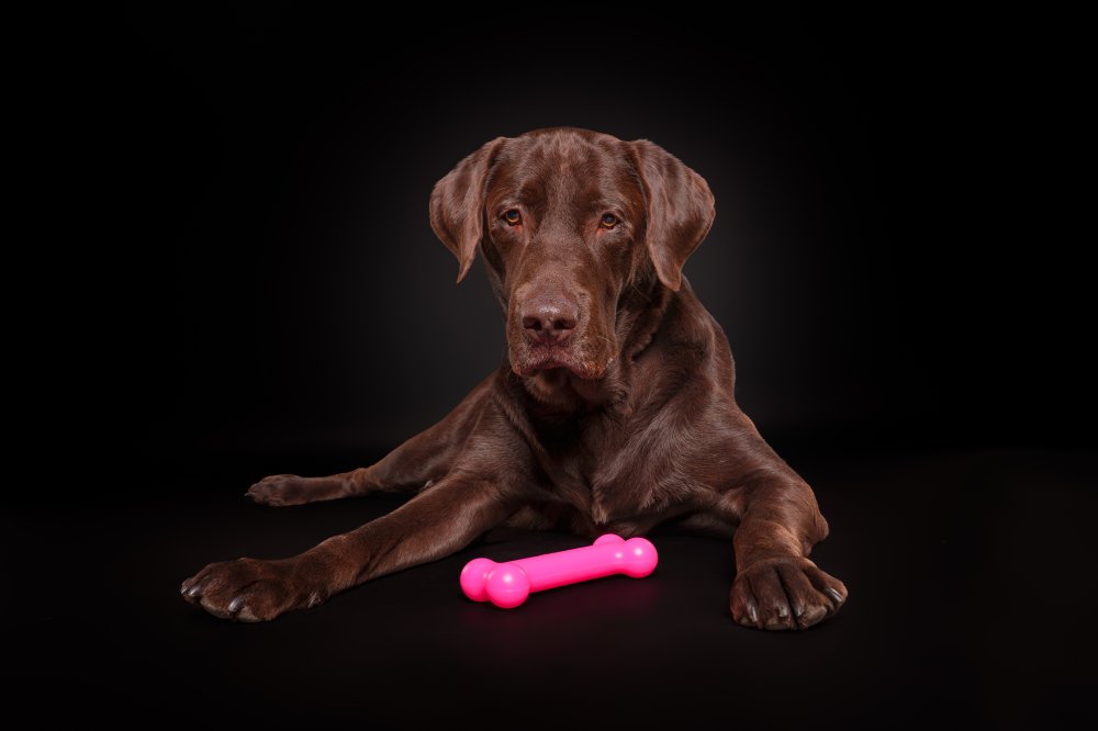 Hund liegt mit PUchew Kauknochen vor sich auf dunklem Hintergrund PUchew Kauknochen aus Polyurethan als Hundespielzeug in Anwendung